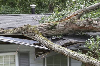 tree fallen on the roof